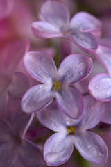 branch of a lilac