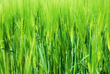 Fototapeta na wymiar Detail of barley field in springtime