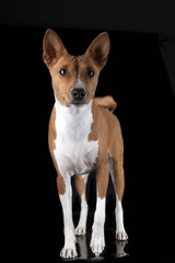 Basenji-dog on the black background