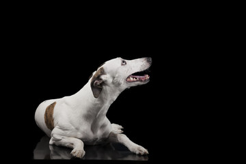 the whippet on a black background