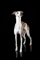 the whippet on a black background