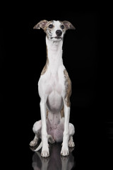 the whippet on a black background