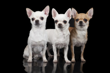 three chihuahua