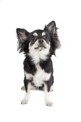 Chihuahua dog on white background