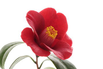 Kurostubaki, black red camellia isolated on white background