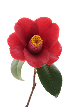 Kurostubaki, black red camellia isolated on white background