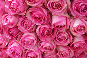 Obraz na płótnie Canvas big pink roses in a wedding centerpiece