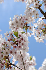 White cherry blossom