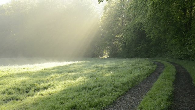 dampfende Wiese am fr&uuml;hen Morgen