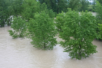 green trees of Elm and Hazel immersed in mud overflown river wat