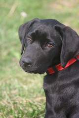 Chiot labrador retriever noir