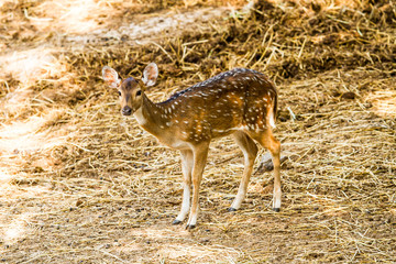 Naklejka na ściany i meble Deer in chiangmai zoo chiangmai Thailand