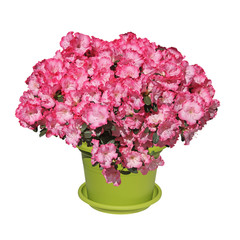 azalée japonaise en pot