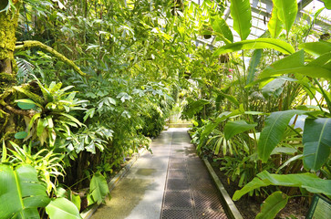 Fototapeta premium Tropical Plants in a greenhouse at botanic garden.