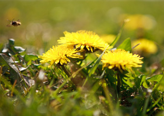 Dandelions in spring, with a bee, selective focus