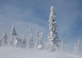 Snow covered firs