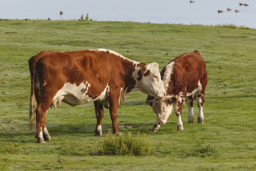 Fototapeta na wymiar Cow licking her calf