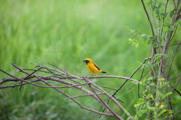 The Asian Golden Weaver (Ploceus hypoxanthus) is a species of bi
