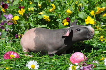 Cochon d'Inde cobaye, bébé,nu, sans poils , skinny  tricolore