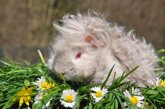 Cochon d'Inde cobaye, b&eacute;b&eacute;, poils longs, lunkarya argent&eacute;