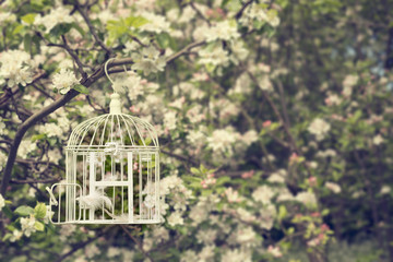 Birdcage In Blossom
