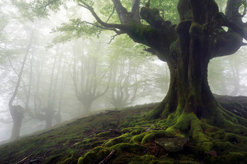 foggy forest with mysterious trees with twisted roots