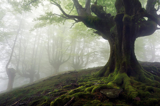 Foggy Forest With Mysterious Trees With Twisted Roots