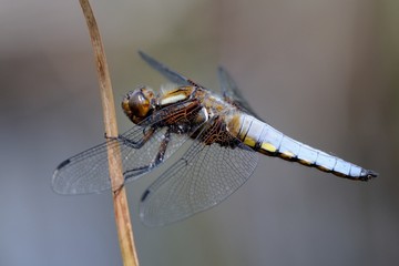 Libellula depressa