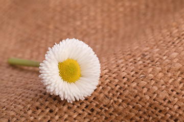 white chamomile flower on brown background