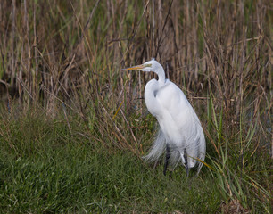 His Majesty The Great Egret