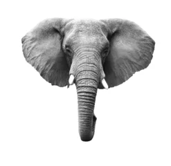Foto auf Acrylglas Elefant isoliert © donvanstaden