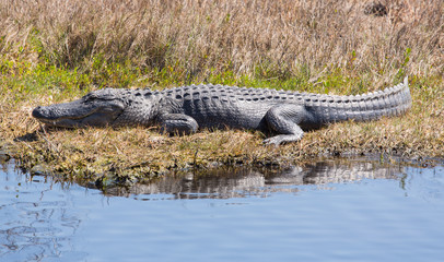 Alligator Catching Some Rays