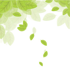 background with green leaves