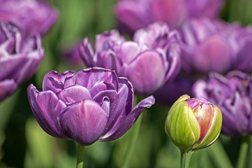 violet tulips