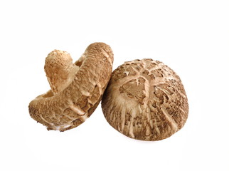 Shiitake mushrooms on white