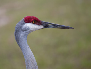 Sandhill Crane Portrait