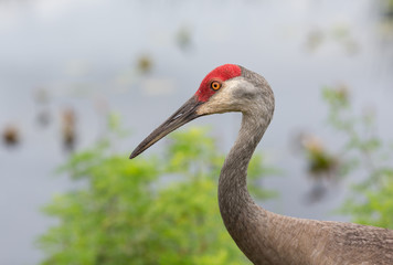 Sandhill Crane Portrait
