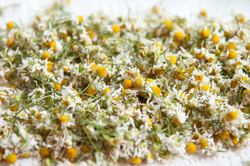 Drying camomile