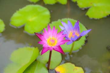 pink lotus blooming