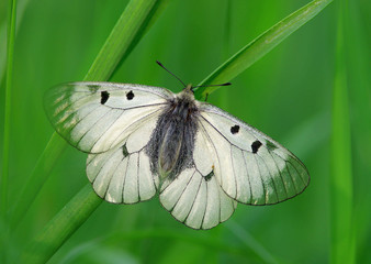 Butterfly on the grass