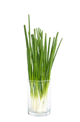 wet spring onion in a glass isolated