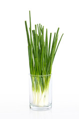 wet spring onion in a glass isolated