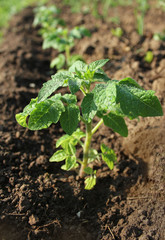 Young plant of tomato growing in the soil