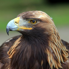 Fototapeta premium The head of Golden Eagle