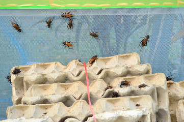 crickets in egg tray condominium