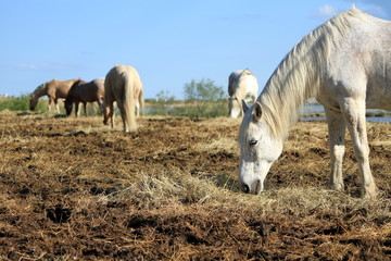 Obraz na płótnie Canvas White horses eating, Camargue, France