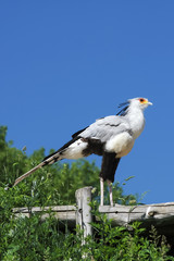 Secretarybird