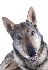 Naklejka na ściany i meble Czechoslovakian Wolfdog