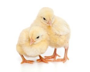 Obraz premium chick on white background