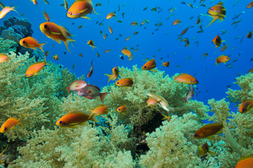 Fototapeta na wymiar Soft corals and reef fishes of Zabargad Island Red Sea Egypt